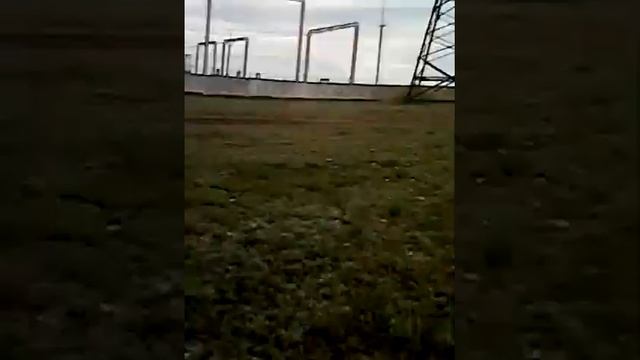 Опять неудача с ящерицами