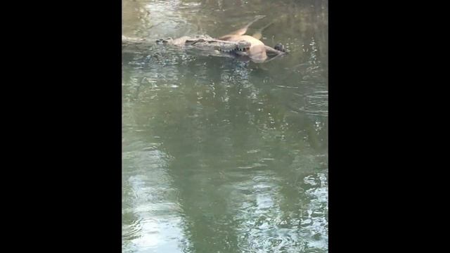 SALT WATER CROC EATS WALLABY, Australia! -  iPhone Footage - Twin Elements #Trims