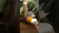 Snake Excretes Unsual Elements While Pooping Inside Water - 1069364