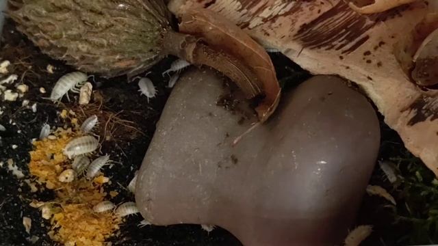 isopods eating fish flakes