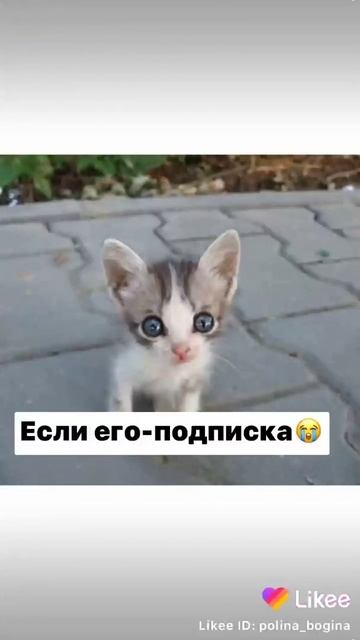Коты и один собака
