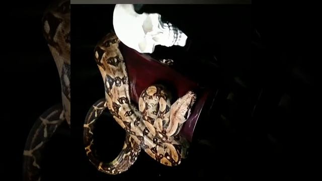 Видео с фотосессии шкатулок с участием змеи