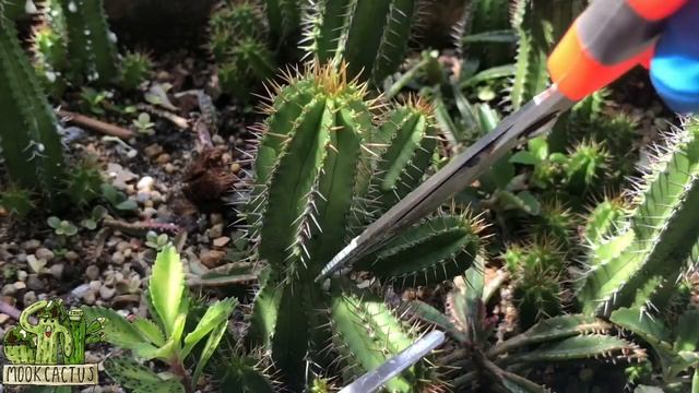 เก็บหน่อ ยูโฟเบีย อินคอนสแตนเตีย | Euphorbia inconstantia | MookCactus