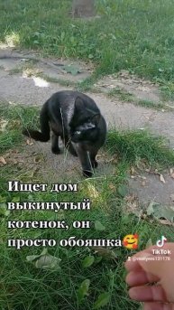 Смешные котики 😺. Помощь бездомным животным. Минск #кот
