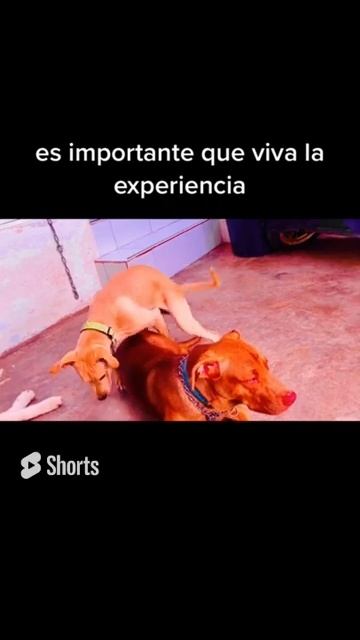 Porque monta mi perro? #adiestramientocanino #etologia #cachorro #perro #carlosjimenezadiestramient
