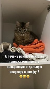 Приколы с котами 😂 Чиллер наконец-то решил съехать от нас и быть самостоятельным котом 🤪