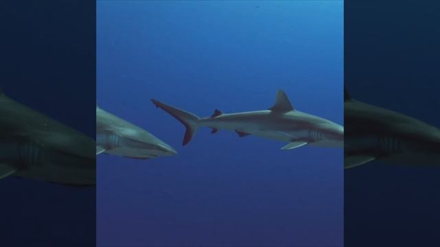 sharks hunting for prey underwater