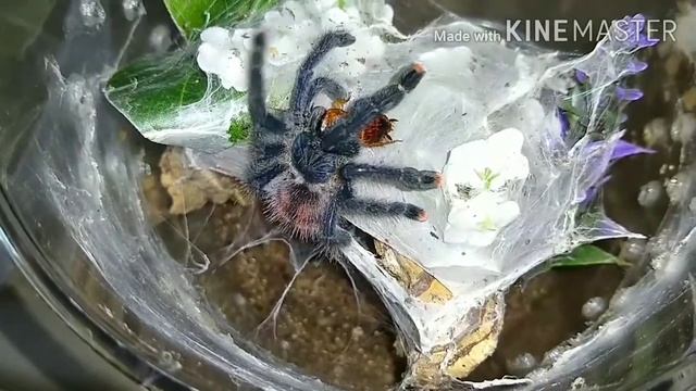 Avicularia Avicularia