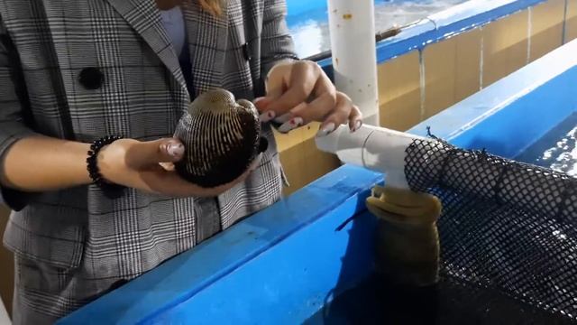 Владивосток, анодара, мореферма в бухте Воевода