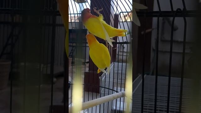 HASIL TERNAK ANAKAN BURUNG LOVEBIRD