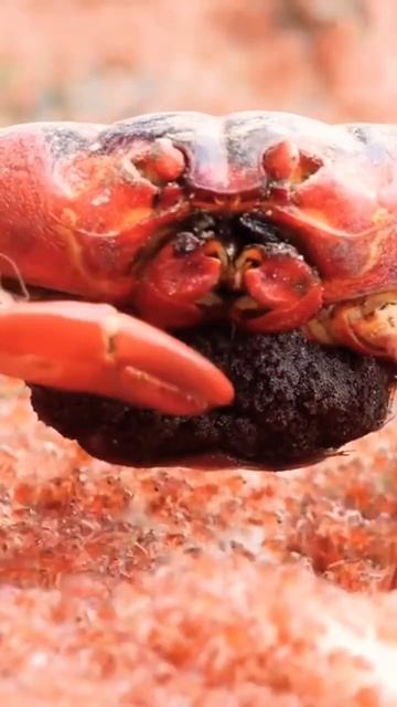 BABY TURTLE vs HUNGRY CRAB #shorts