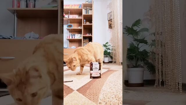 Сегодня дегустирую корм Gourmet