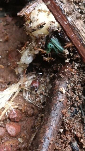 carebara super major and pheidole major vs yellow crazy ants