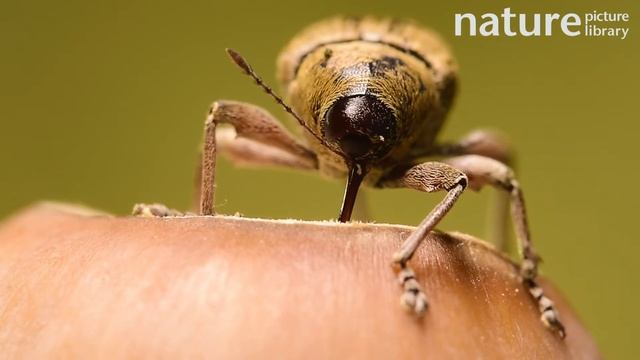Female Acorn weevil boring into oak tree acorn to lay eggs, Germany