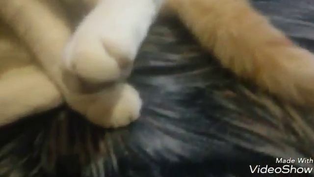 Какой мой домашний кот на самом деле