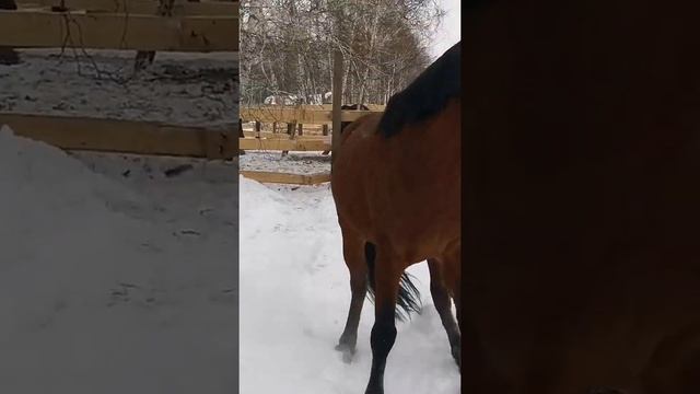 Атаманчик)