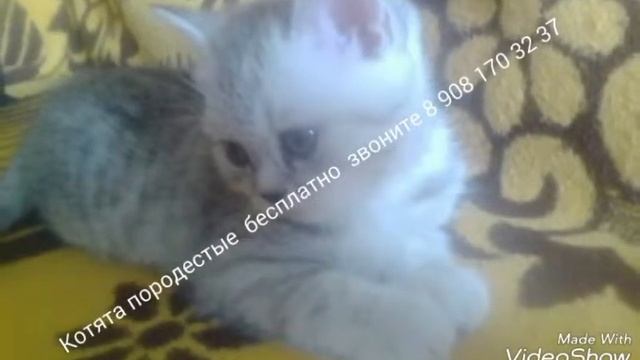 Котята бесплатно в Красном Сулене