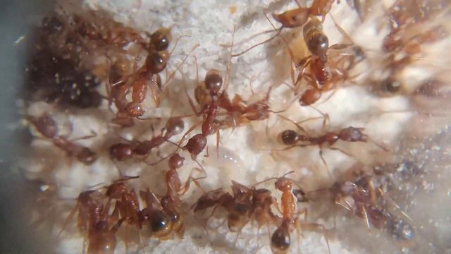 Aphaenogaster ashmeadi