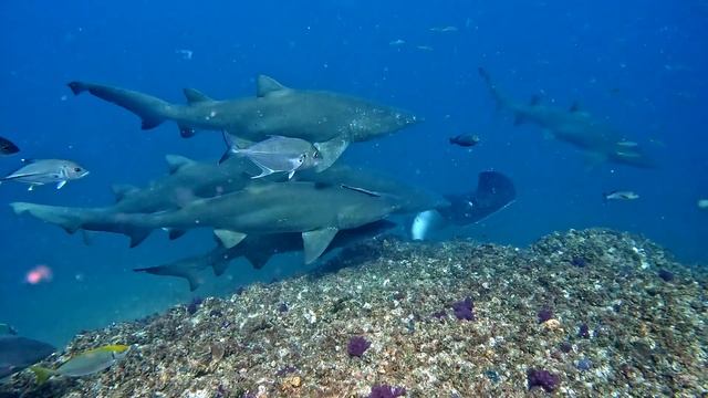 Wolf Rock Australia  Bull Rays