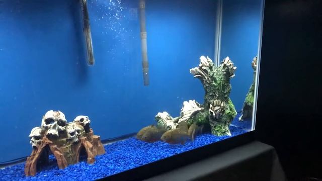 55 Gallon Piranha tank