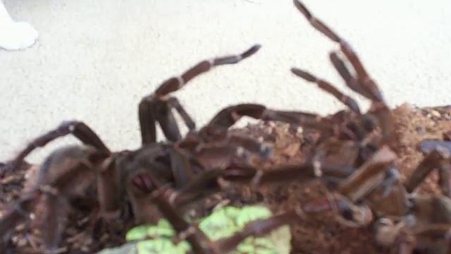 Theraphosa blondi mating