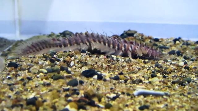 ウミケムシ　Fireworm　Chloeia flava