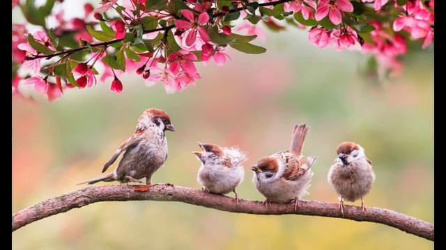 Beautiful Relaxing Music - Stress Relief, positive Energy ,Morning Music Meditation