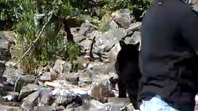 Black Bear cought Salmon, Alaska