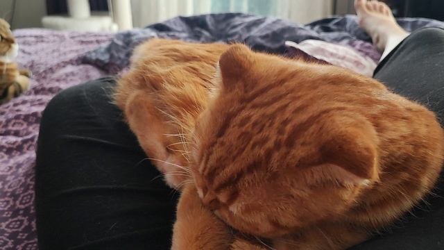 Балдёжно-валятельный денёк😸😉👍