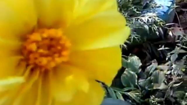 Жёлтый осенний цветок