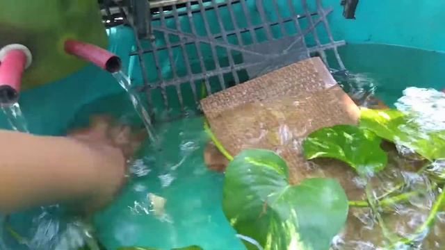 PRIMER VIDEO DEL CANAL:trachemys venusta .