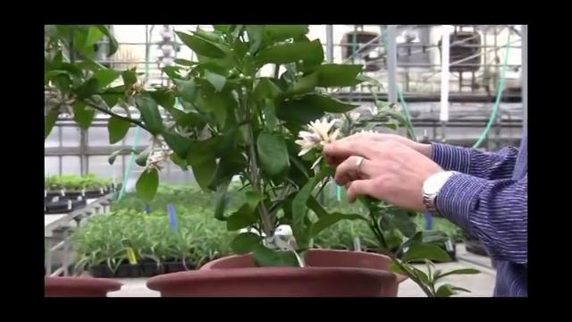 How to Grow Citrus in Containers: Care Tips & Ensuring Fruit Set Success