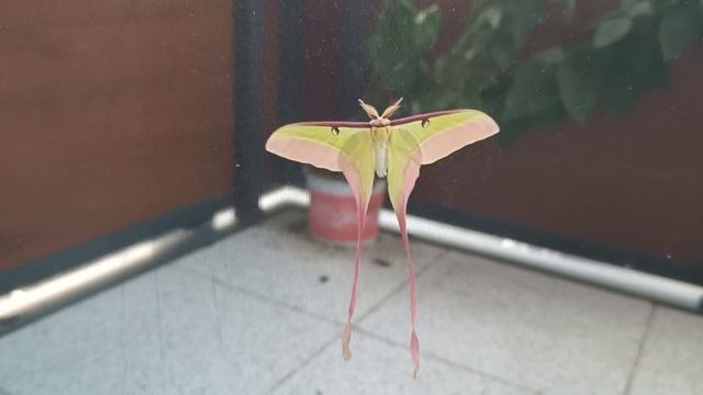 Actias dubernardi Male. Сатурния Дубернарди самец.