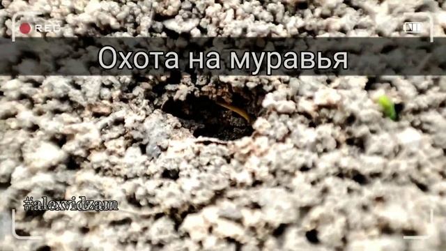 Охота на муравья. #shorts #alexvidzam #vza #alviza #вза #видеозаметкиалекса