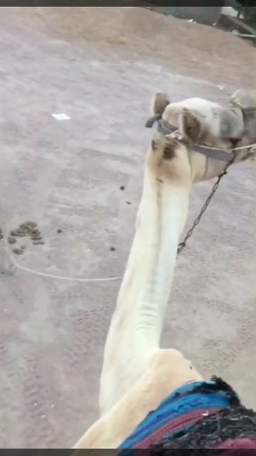 Xhiro me deve në shkretëtirë!🐪 Sharm El Sheikh, Egjipt🌍