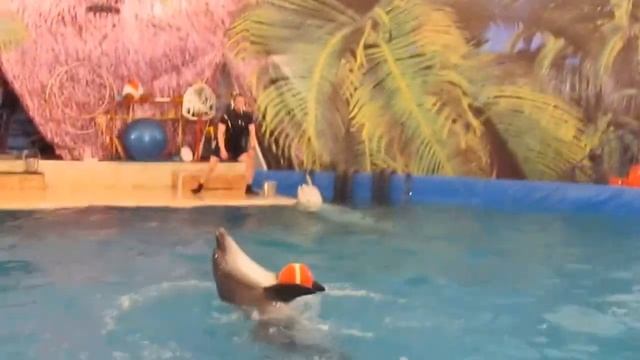 🐬 ШОУ ДЕЛЬФИНОВ И МОРСКИХ КОТИКОВ в Астане!Дельфинарий в Астане!Amazing DOLPHIN SHOW!