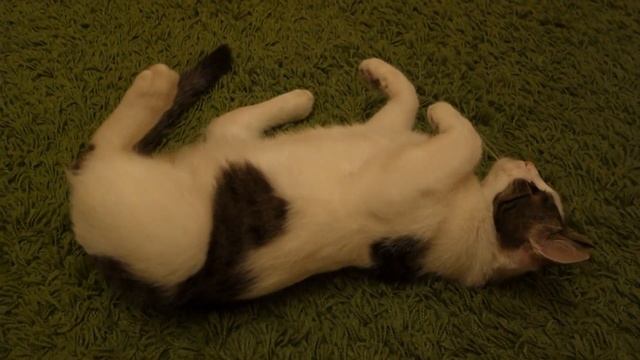кошко