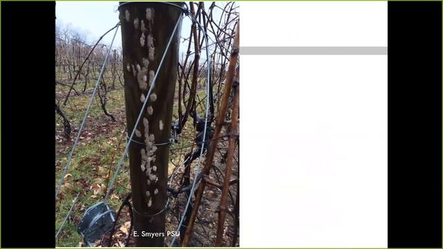 Recognizing & Reporting Forest Pest Insects
