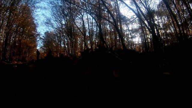 Forest longboard ride