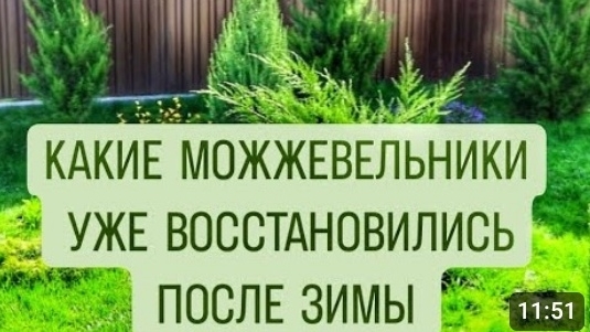 КАКИЕ МОЖЖЕВЕЛЬНИКИ УЖЕ ВОССТАНОВИЛИСЬ ПОСЛЕ ЗИМЫ. 10.04.2024г. БЕЛАРУСЬ, ГОМЕЛЬСКАЯ ОБЛАСТЬ