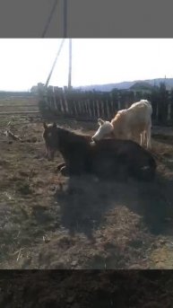 Любовь лошади и теленка