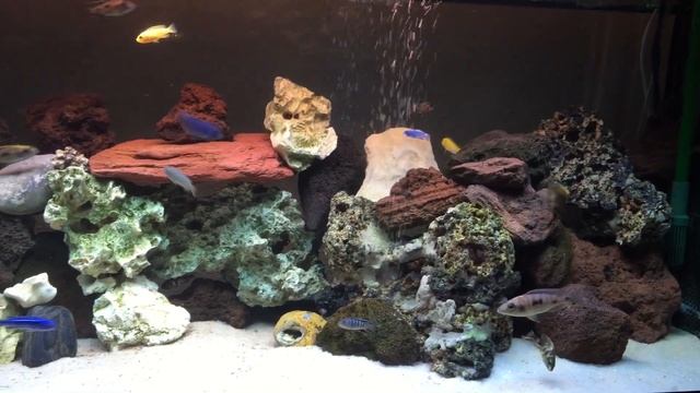 Love my new tank ! Love my african Malawi cichlids !! Perfect to be zen !!