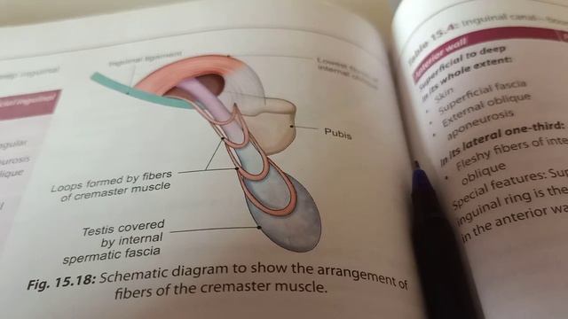 Conjoint tendon, Cremaster muscle and Cutaneous nerve supply of Anterior Abdominal wall