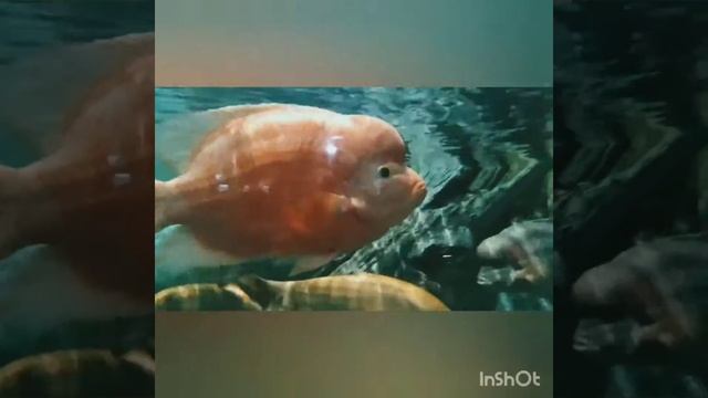 Аквариум Океанариума. Цихлиды Ножи,Арована, цыхлазома Радужная