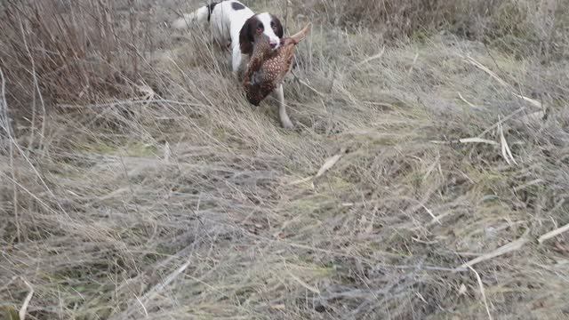 Английский Спрингер Спаниель-Джина. Охота по Фазану 2024