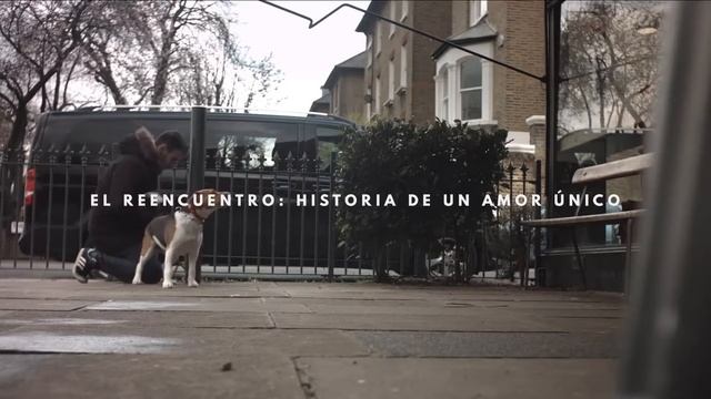 'El reencuentro. Historia de un amor único', de M&CSaatchi para Royal Canin