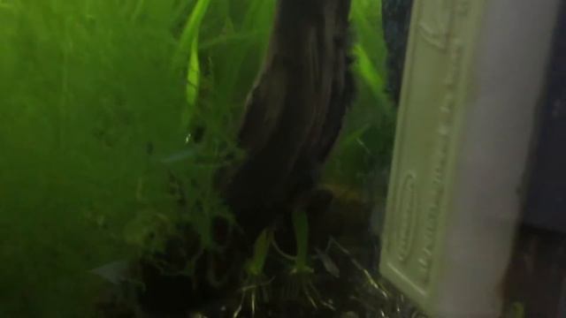 L181 bristlenose juvenile and galaxy rasbora Update
