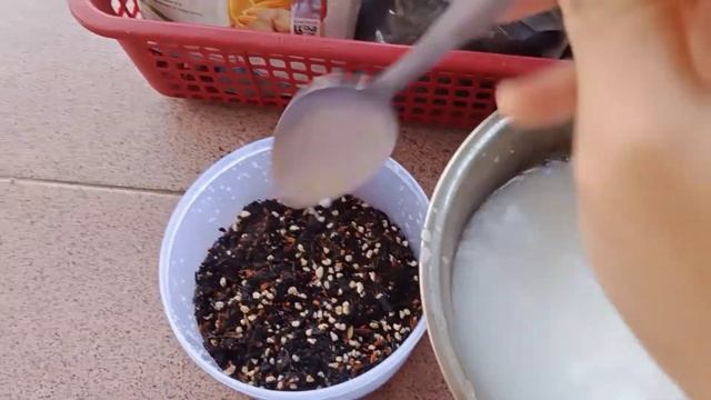 Cara Penyemaian Benih Kaktus Gymno Mihanovichi Mix || Lengkap dengan Pupuk, Obat dan Vitaminnya