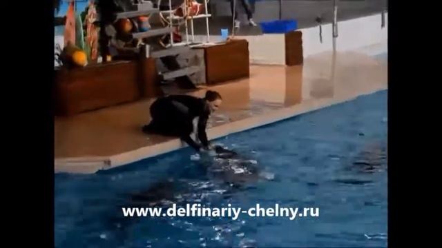 Дельфинарий Ирбис