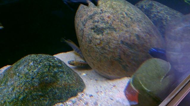 Tarło Labidochromis Hongi Red Top Sweden